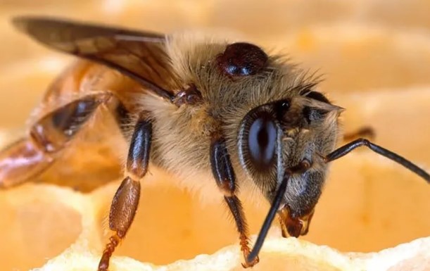 Varroa Mites: The #1 Threat to Honey Bees and Beekeepers
