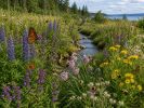 Honey Bee Pollinator - 5 Seed Packs