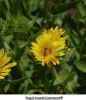 Honey Bee Pollinator - 5 Seed Packs