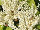 Honey Goods KnotWeed Honey 10oz