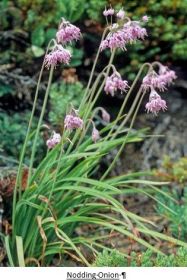 Honey Bee Pollinator - 5 Seed Packs