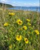Puget Sound Gumweed -100 seeds