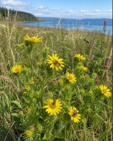 Puget Sound Gumweed -100 seeds