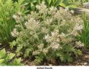 Honey Bee Pollinator - 5 Seed Packs